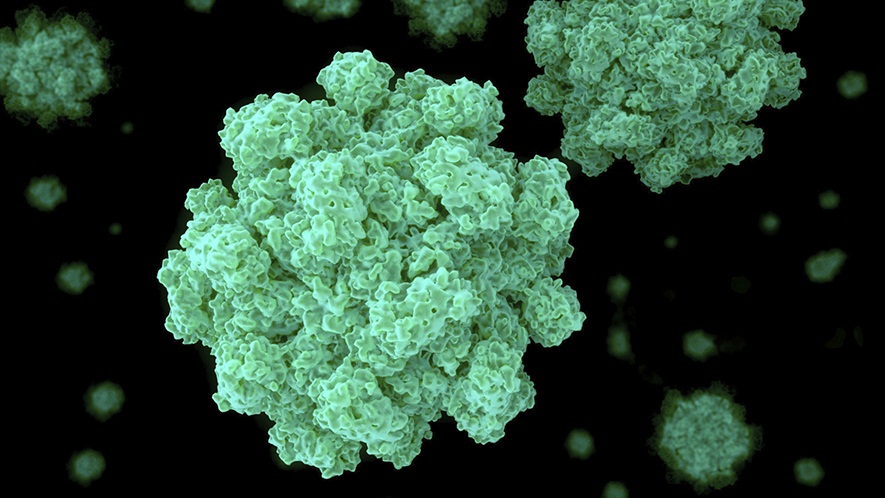 norovirus-germ